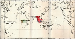 Anthropoidea - Hylobates Red, Simia Blue, Gorilla Brown, Anthropopithecus Green, 1897 by Unbekannt