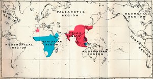 Anthropoidea - VI. Map Distribution of Various Species Blue and Macacus Red by Unbekannt