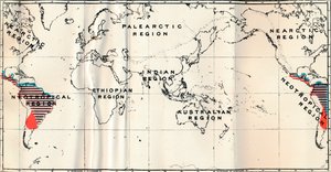 Anthropoidea - V. Map distribution of Families Hapalidae Red, and Cebidae Blue by Unbekannt