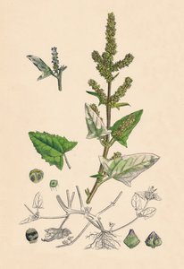 Atriplex deltoidea. Triangular-leaved Orache by Unbekannt