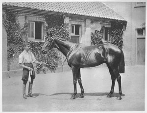 Australian Star
