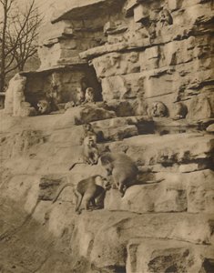 Baboons in Their Natural Surroundings on the Monkey Hill, c1935