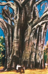 Baobab Trees, Usambara Mountains