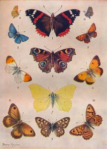 Beautiful Butterflies of the British Isles