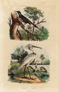 Beautiful Sunbird and Common Spoonbill by Unbekannt