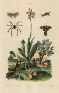 Bee Orchid, Monkey Orchid, Rusty Tussock Moth, Twenty-plume Moth, and Oribata Geniculata Mite by Unbekannt