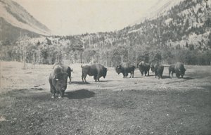 Bison