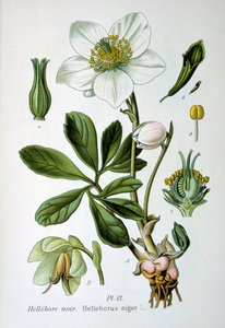 Black Hellebore, 1893