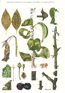 Botanical Board, Fruit Tree Parasites by Unbekannt