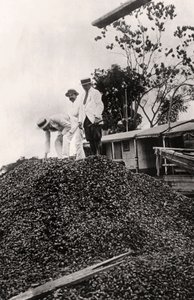 Brazil nuts harvested from the Amazon Valley, c1900s by Unbekannt