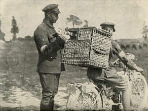 British Army Carrier Pigeons in France