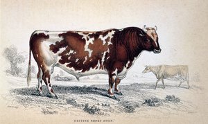 British Short Horn by Unbekannt