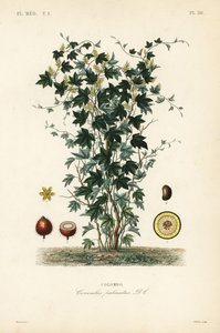 Calumba tree, Jateorhiza columba, Cocculus palmatus