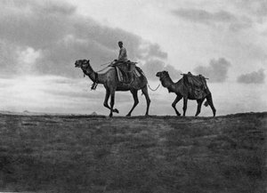 Camels in the desert outside Cairo, Egypt