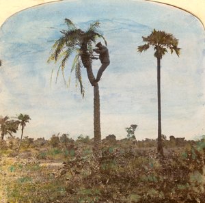 Captain Osman Shooting from a Tree with the Aid of Straps, India