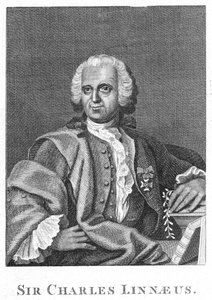 Carolus Linnaeus