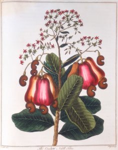 Cashew Nut - Anacardium Occidentale