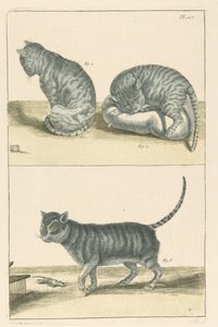 Cats by Unbekannt
