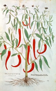 Cayenne Pepper Plant Capsicum, 16th Century