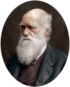 Charles Darwin, British naturalist by Unbekannt