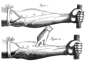 Circulation of the Blood