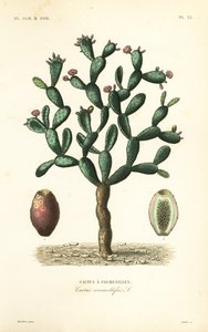 Cochineal cactus, Nopalea cochenillifera, Opuntia cochenillifera