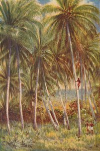 Coco-nut Palms by Unbekannt