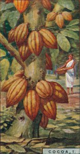 Cocoa, 1. - Cacao Tree, Trinidad, 1928 by Unbekannt