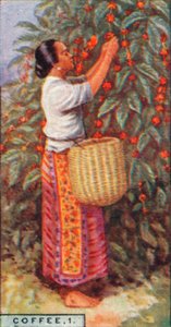 Coffee, 1. - Gathering the Berries, East Indies by Unbekannt