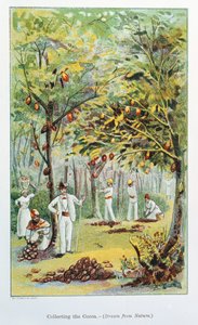 Collecting Cocoa, Venezuela, 1892 by Unbekannt