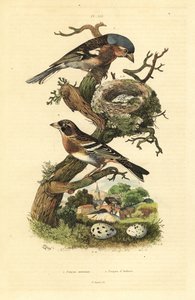 Common Chaffinch, Nest and Eggs, and Brambling with Eggs by Unbekannt