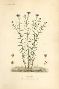 Common flax or linseed, Linum usitatissimum by Unbekannt