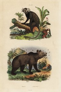 Common Marmoset and Brown Bear with Bees