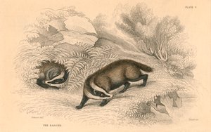 Common or Eurasian Badger, 1828 by Unbekannt