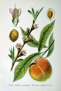 Common Peach by Unbekannt