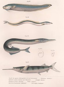 Common Snake Fish, Common Sand Eel, Common Hornhecht, Brazilian Halfbeak, c.1850s by Unbekannt