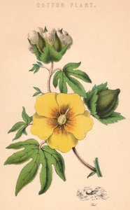 Cotton Plant