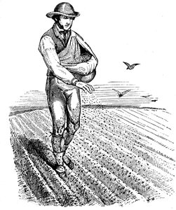 Crop rotation: sowing seed broadcast
