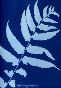 Cyanotype of Diplazium grandifolium by Unbekannt