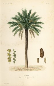 Date palm tree, Phoenix dactylifera by Unbekannt