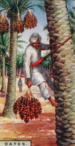 Dates - Gathering the Fruit, North Africa by Unbekannt