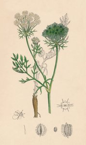 Wild Carrot