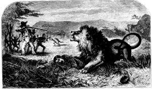 David Livingstone, Saved from a Lion by Mebalwe, a Native Schoolmaster