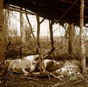 Dead horses, Verdun, northern France, c1914-c1918 by Unbekannt