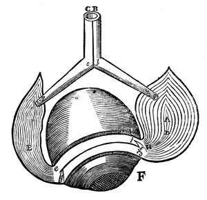 Descartes representation of the antagonistic eye muscles, 1692
