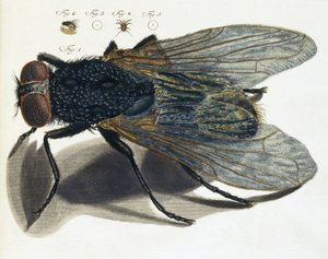 Description under the microscope of a fly by Unbekannt
