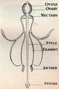 Diagram of a Fuchsia Flower, Showing the Mechanism Employed to Produce Seeds by Unbekannt
