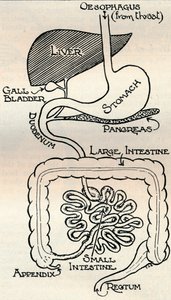 Diagram Showing the Alimentary Canal, Which Passes Right Through the Body by Unbekannt
