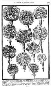 Dianthus Carnations and Pinks, 1629 by Unbekannt