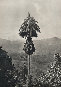 The Talipot Palm Corypha umbracalifera in Bloom by Unbekannt